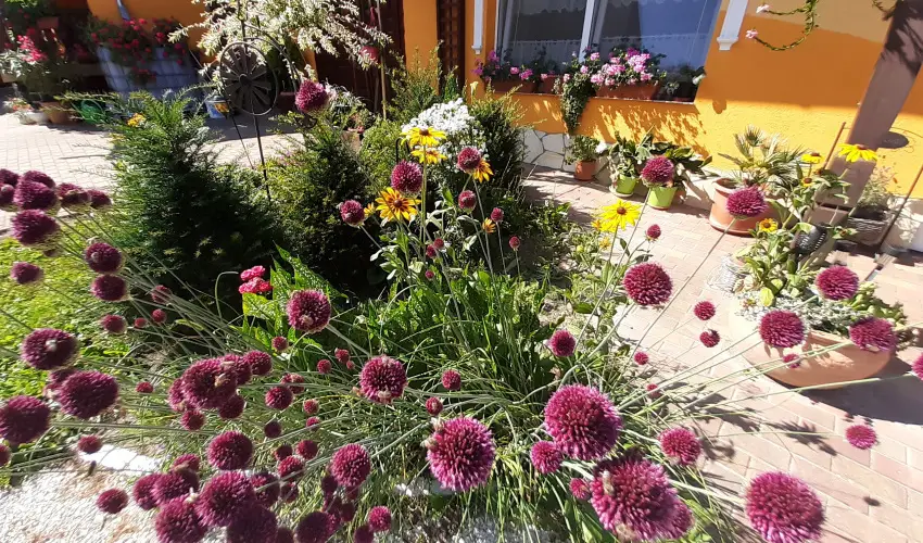 Andrea Vendghz Kehidakustny