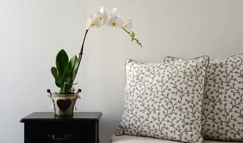 Malom-t Vendghz Tapolca