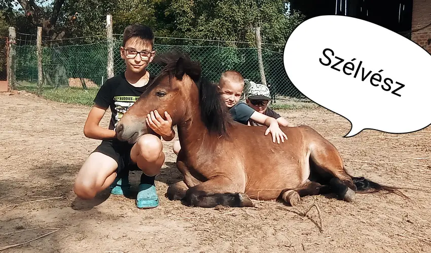 Pni Kuck Vendghz s Minifarm  Hosszvlgy