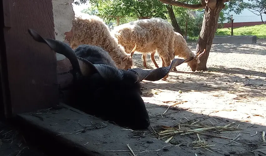 Pni Kuck Vendghz s Minifarm  Hosszvlgy