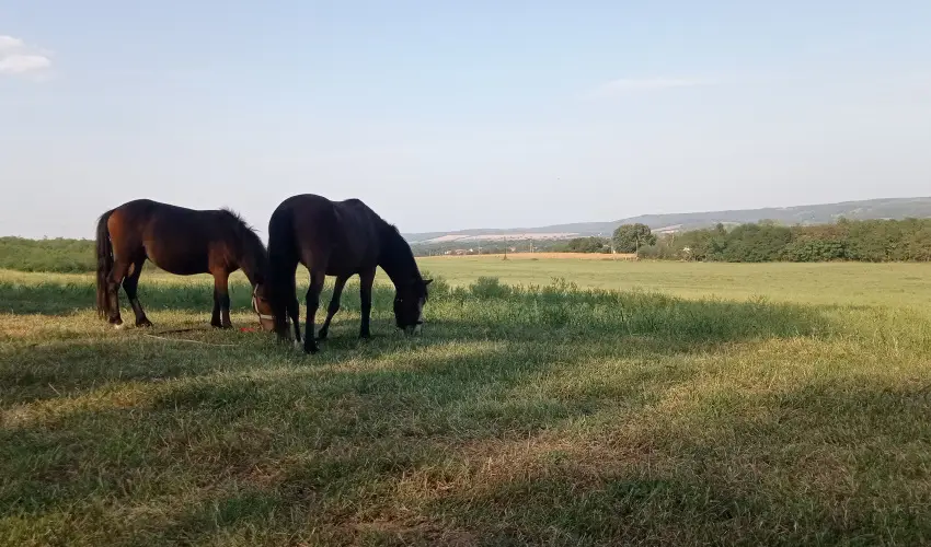 Pni Kuck Vendghz s Minifarm  Hosszvlgy