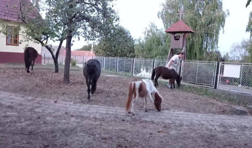 Pni Kuck Vendghz s Minifarm  Hosszvlgy