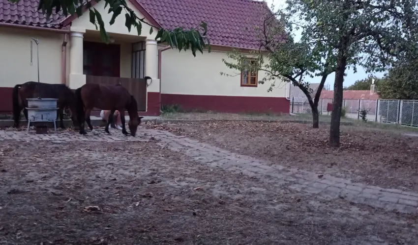 Pni Kuck Vendghz s Minifarm  Hosszvlgy