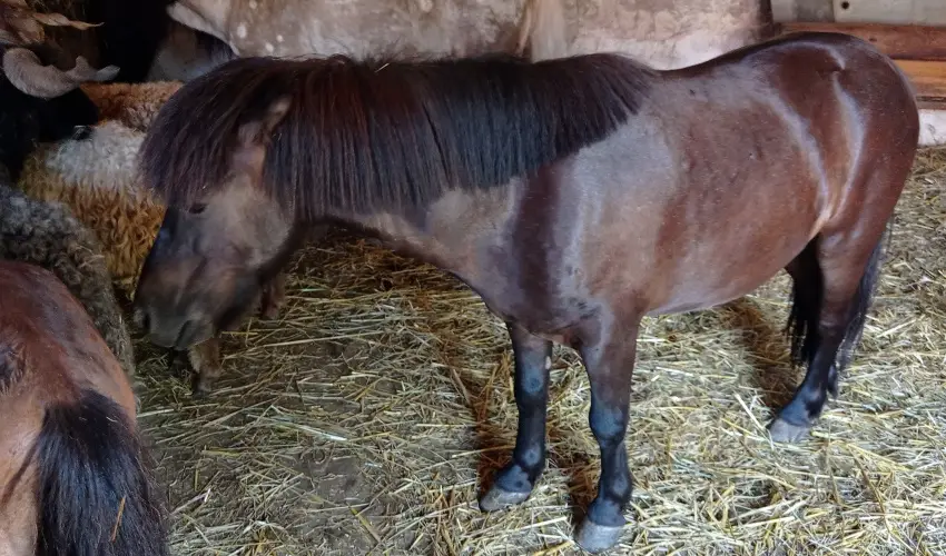 Pni Kuck Vendghz s Minifarm  Hosszvlgy